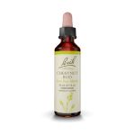 Bach Chestnut Bud Ανθοΐαμα 20 ml