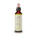 Bach Chestnut Bud Ανθοΐαμα 20 ml