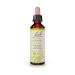 Bach Clematis Ανθοΐαμα 20 ml