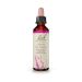 Bach Larch Ανθοΐαμα 20 ml
