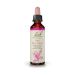 Bach Oak Ανθοΐαμα 20 ml